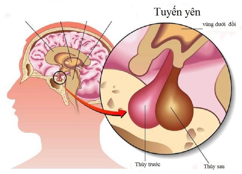 Xét nghiệm FSH